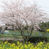 里山樹楽の桜