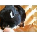 rabbitbase’s diary