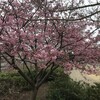 河津桜
