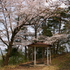 若木山の桜