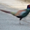 神原町へ飛来した鳥　　早朝から活発に活動しているキジに出会った