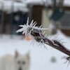 今年の冬は暖冬？