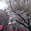 ブログ12★目黒川の桜★