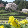 奈良へ、又兵衛桜から佐保川へ