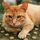 猫（のらねこ）:Film｜似たような色