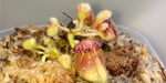 セファロタス成長記録=2026/9月25日 #食虫植物 #icos #BGM #ボカロ #初音ミク