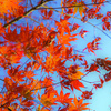 【写真スポット】兵庫県丹波市屈指の名刹。紅葉の名所『高源寺』