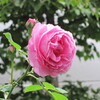 バラの季節は雨の季節…今日は七夕