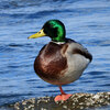 川辺の鳥たち！