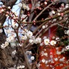 小さな春を見つけたよ！ あけぼの山農業公園・日本庭園～布施弁天