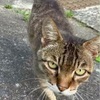 哀愁漂う猫背のどんちゃん