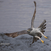 2019年2月17日の鳥撮り(2/2)-都下の河川