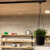 観葉植物「ピレア ディプレッサ」の水やり備忘録