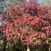 今年の紅葉