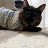 おねえちゃんのきもち。