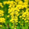 【NIKKOR Z 24-70mm f/2.8 S・大崎】ひまわりの丘の菜の花畑  April 2021