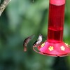 ルビートパーズハチドリ(Ruby-topaz Hummingbird)