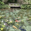 【日帰り旅②】モネの池に行ってきました！　IN岐阜県関市「根道神社」