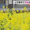 一面黄色いじゅうたん　上天草で菜の花見頃【熊本】