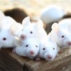 野生のマウスに癌はない🐁