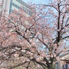 桜を見たい