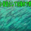  アジ、イワシが同じタイミングで両方釣れるのか　三重県波切港