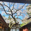 【京都】【御朱印】『十輪寺』に行ってきました。京都桜 京都旅行 そうだ京都行こう