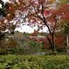 千葉紅葉便り━成田山新勝寺━　━其之弐━