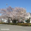 桜咲く                       