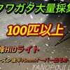 【北海道】今峰ライトで大量採集！来るかミヤマ75mmオーバー