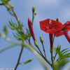 今日も雨なので　TAMRON SP 90mm F2.5 52BB　をもう少し