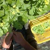 農業はファンタジーではありません農法で野菜の価格は決まりません240510