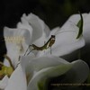 クチナシの白い花　ガーデニア　Gardenia jasminoides Ellis