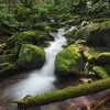 ★美ヶ原山麓🌳　谷川の涼景と夏キノコ🍄　2025