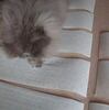 つぶれ猫は食器棚シートがお好き