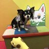 interpets (インターペット) 2018 ビッグサイトに行ってきた〜！【その1】