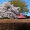 【子供と遊ぶ】お花見をするなら「赤城南面千本桜」だけじゃない。国道３５３号線にはお金をかけずに子供も遊べて、お花見ができる穴場がある。