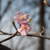 早咲きの桜開花　日和田山