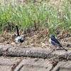 野鳥にはいい季節なのか