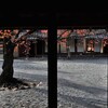 祖国愛と愛国心の違いとは？「祖国とは国語」を読んでみました