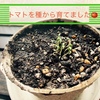 トマトを種から育ててます。🍅【植栽ブーム来るか？】