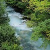 ★増水した烏川　キノコ🍄 2026