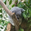 多摩動物公園に行ってきました