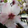 ～≪桜によく似た&#127802;アーモンドの花≫～