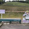 ラベンダー畑