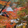 普門寺の紅葉