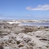 カイコウラ（Kaikoura）に野生のオットセイを見に行きました(^^)