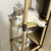 100均の紙管でキャット階段を作ってみた｜3年使えた隙間用キャットステップ