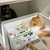 いつも閉まっている棚の中でねこねこ探検隊。