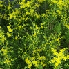 黄色く花弁が細い花